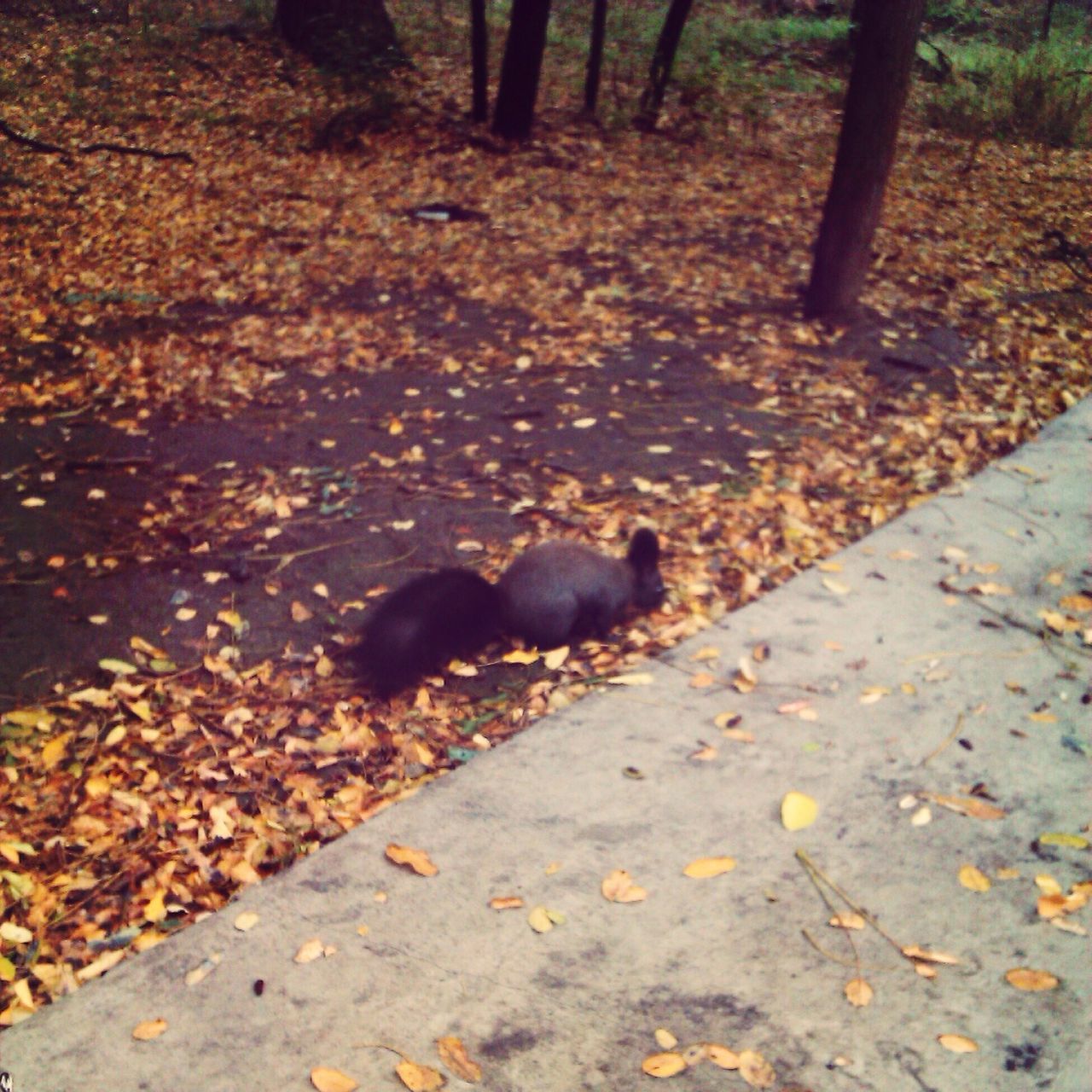 animal themes, one animal, mammal, wildlife, animals in the wild, nature, forest, domestic animals, high angle view, field, dog, autumn, sunlight, tree, outdoors, no people, day, leaf, full length, pets