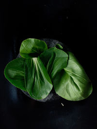 High angle view of green leaves on table against black background