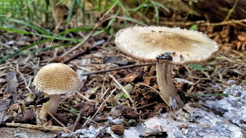 Close-up of mushroom growing on field in forest