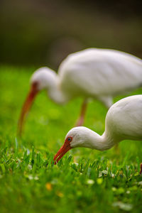 Close-up of birds on field