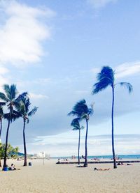 Palm trees on beach