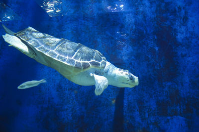 A turtle is swimming in a tank in the zoo