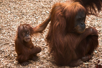 Close-up of two orangutan 