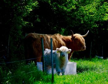 Cattle on grass by fence