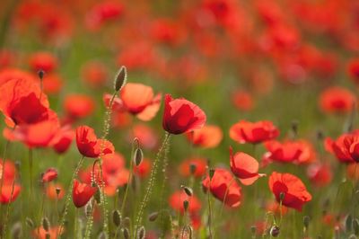 Close-up of red flowers blooming in field