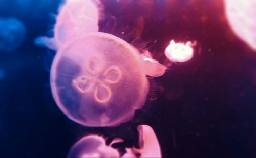 Close-up of jellyfish