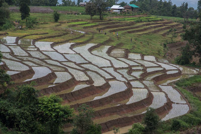 High angle view of agricultural field