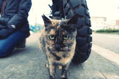 Portrait of cat sitting on floor in city