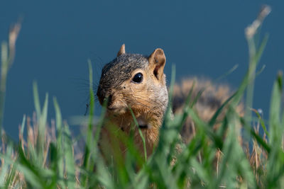 Close-up of squirrel