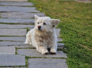 Portrait of white dog on footpath
