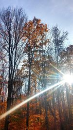 Low angle view of trees in forest