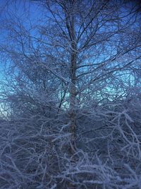 Low angle view of bare trees in forest during winter