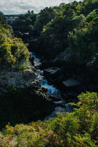 Scenic view of waterfall in forest