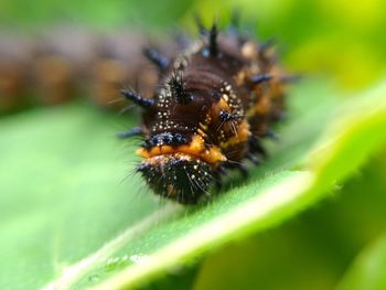 Close-up of insect on leaf