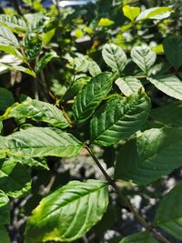 Close-up of fresh green leaves