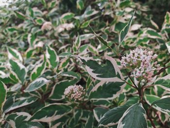 Close-up of flowering plant