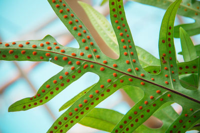 Full frame shot of orange spores under green fern leaf