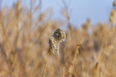 Close-up of wilted plant on field against sky