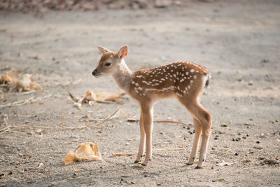 Deer standing on field