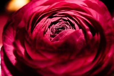 Close-up of red rose