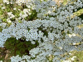 Close-up of white flowering plants