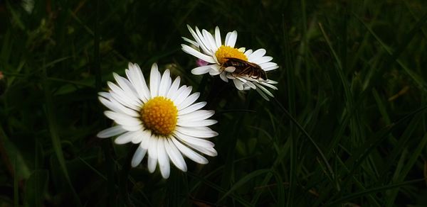 Close-up of white daisy flower on field