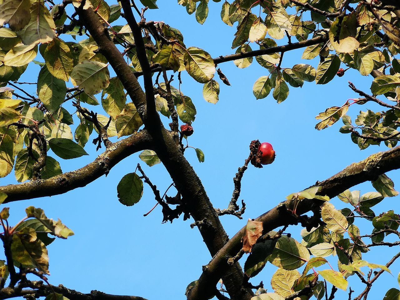 LOW ANGLE VIEW OF APPLE TREE AGAINST SKY