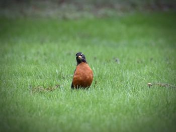 Close-up of bird perching on grass