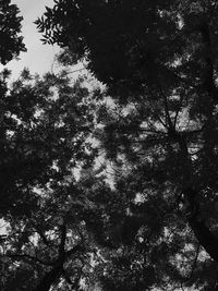 Low angle view of trees against sky