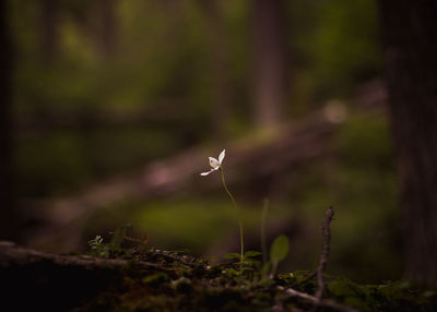 Close-up of a bird flying over a forest