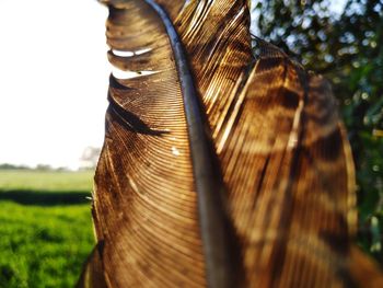 Close-up of leaf on field against sky