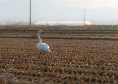 White bird on rice field in winter