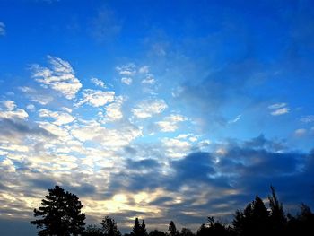 Low angle view of trees against blue sky