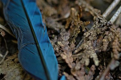 High angle view of peacock