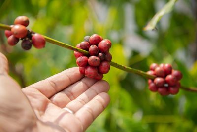 Cropped image of hand holding berries