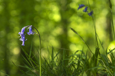 Close-up of flowers on plant stem