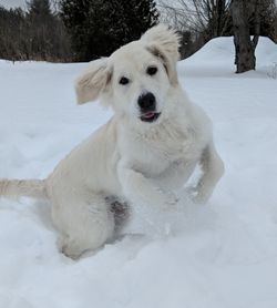 Close-up of dog on snow