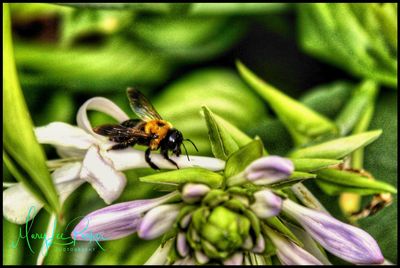 Close-up of bee pollinating on flower