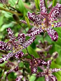 Close-up of purple flowering plant