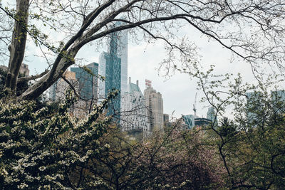 Bare trees against sky