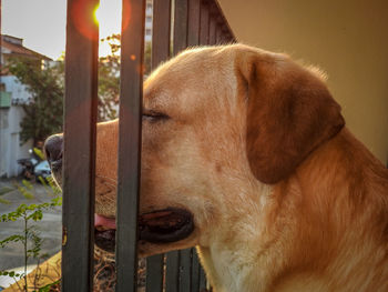 Close-up of labrador retriever amidst railing at balcony