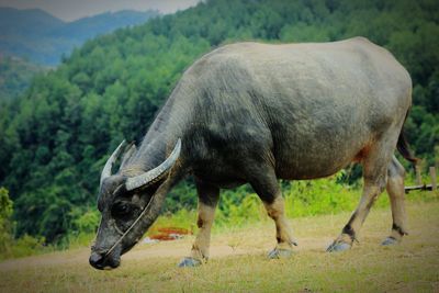 Buffalo in the wild
