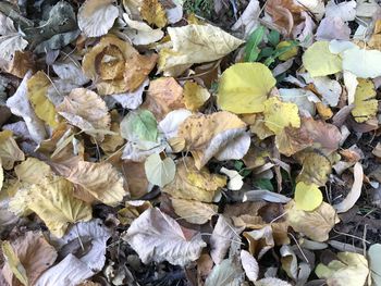 Close-up of dry autumn leaves