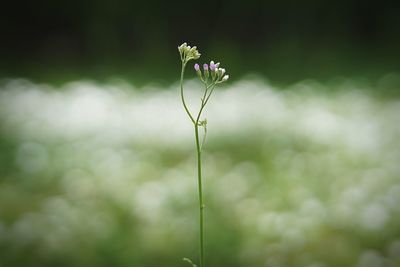 Close-up of red flowering plant