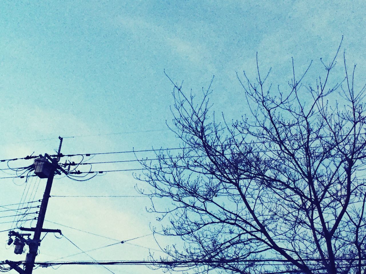 low angle view, bare tree, power line, sky, branch, bird, silhouette, cable, electricity pylon, tree, electricity, perching, power supply, nature, outdoors, blue, no people, day, high section, animal themes