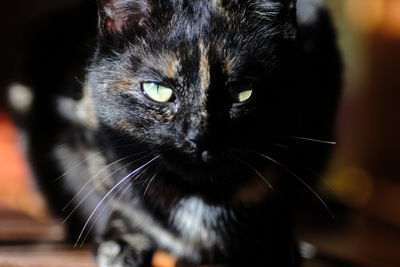 Close-up portrait of black cat