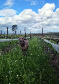 View of dog on field against sky