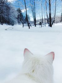 Close-up of cat on snow against sky