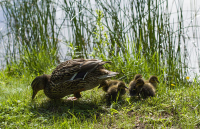 Ducks in a field