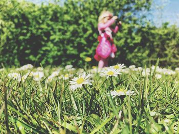 Close-up of flowers blooming in field